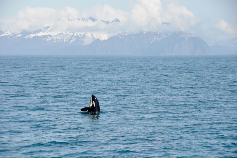 From Seward: Half-Day Resurrection Bay Wildlife Cruise Tour - Practical Aspects