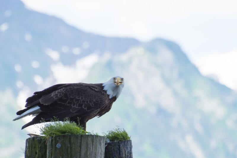 From Seward: Half-Day Resurrection Bay Wildlife Cruise Tour - Weather and Packing Tips