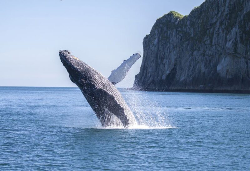 From Seward: Kenai Fjords National Park Cruise with Lunch - From Seward: Kenai Fjords National Park Cruise with Lunch