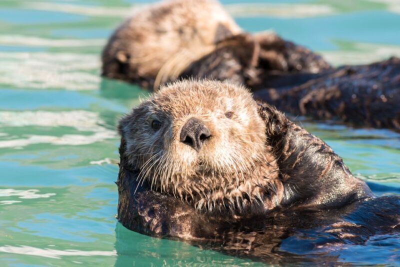 From Seward: Kenai Fjords National Park Cruise with Lunch - Frequently Asked Questions