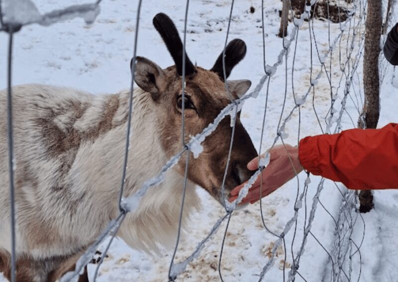 From Seyðisfjörður: Stuðlagil Canyon and Reindeer Park Tour - The Practicalities: What to Expect and Prepare