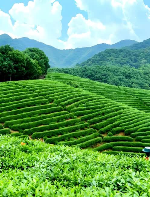 From Shanghai: 7-Day Tour to Huangshan, Hangzhou & Wuzhen - Key Points