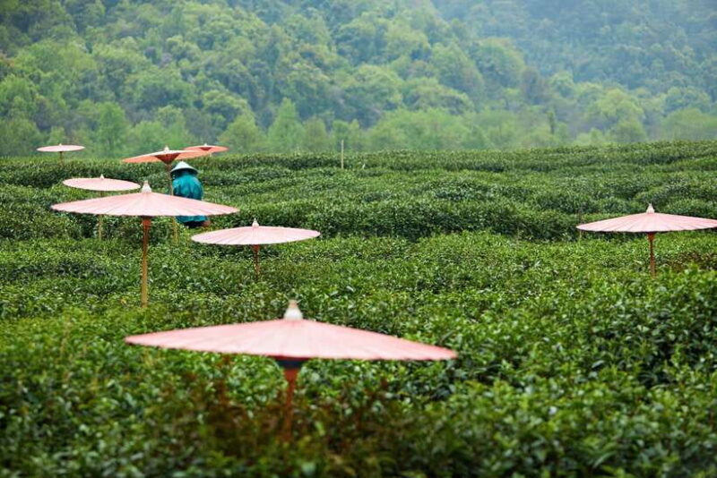 From Shanghai: Hangzhou Private Day Trip by Bullet Train - The Journey Begins in Shanghai