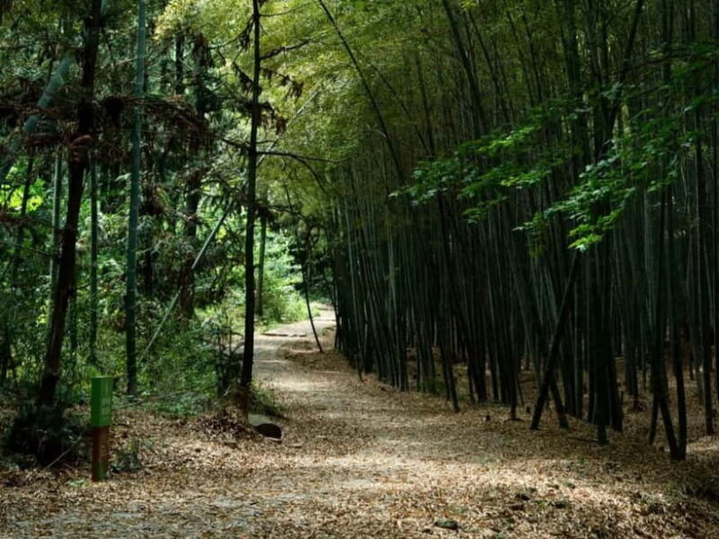 From Shanghai: Xiaoshao Ancient Road Journey - Key Points