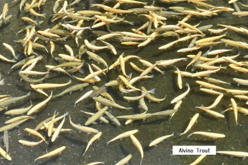 From Shinfuji: Fuji Nature Tour with Guide and Vehicle - Exploring the Mt. Fuji Western Foothills: A Deep Dive