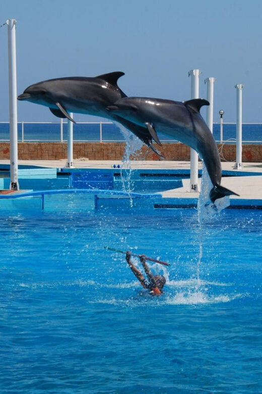 From Side Dolphin and Seal Show Ticket with Hotel Transfers - Who Will Love This Tour?