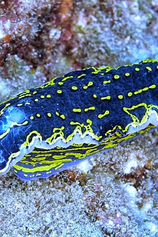 From Side: Guided Scuba Diving in Alanya w/ Lunch & Transfer - A Detailed Look at the Alanya Guided Scuba Tour