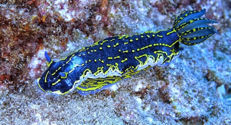 From Side: Guided Scuba Diving in Alanya w/ Lunch & Transfer - Frequently Asked Questions