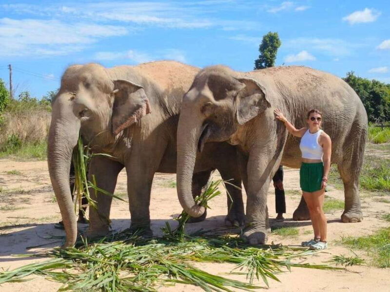 From Siem Reap: Elephant Sanctuary Experience with Transfers - An Authentic and Respectful Approach to Elephant Encounters