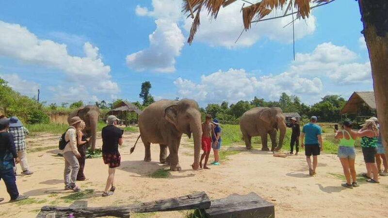 From Siem Reap: Elephant Sanctuary Experience with Transfers - Comfort and Refreshments