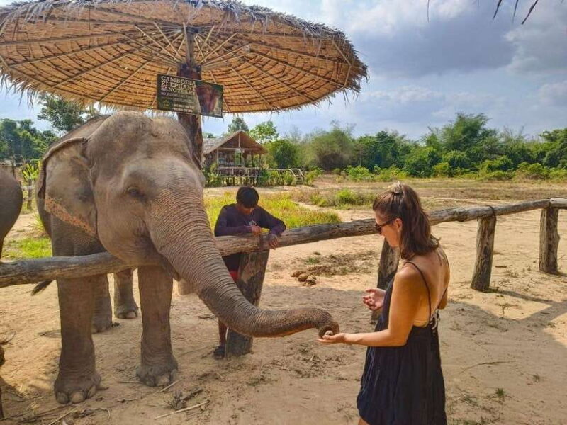 From Siem Reap: Elephant Sanctuary Experience with Transfers - Who Will Love This Tour?