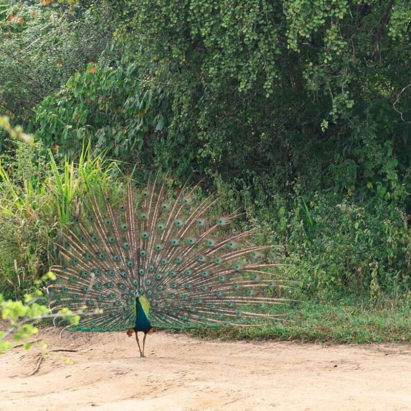 From Sigiriya : Hurulu Eco Park Safari : All Inclusive - FAQs