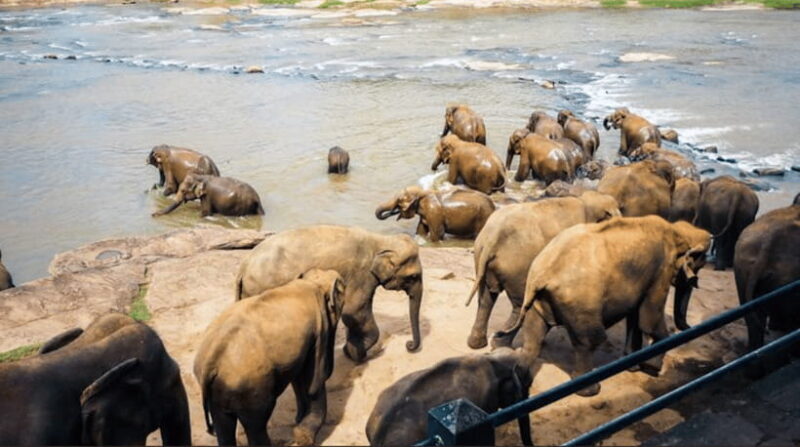From Sigiriya: Kandy Trip with Elephant Orphanage Pinnawala - An In-Depth Look at the Kandy Day Trip from Sigiriya