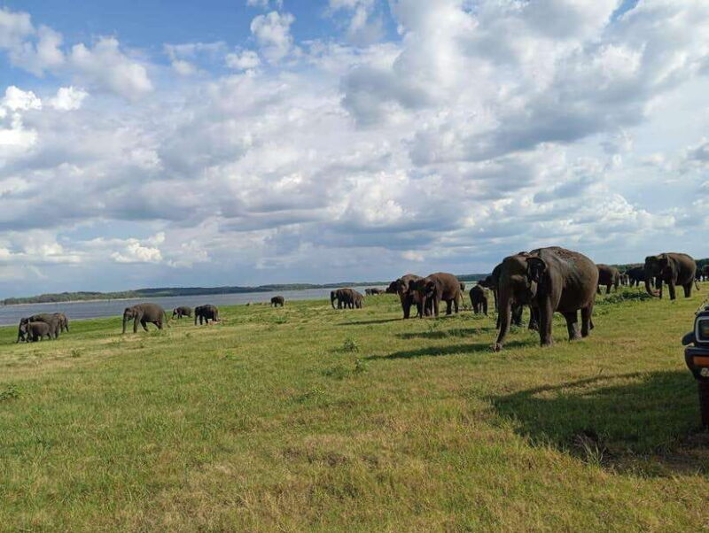 From Sigiriya: Minneriya National Park Half-Day Jeep Safari - Key Points