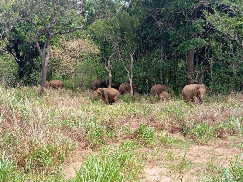 From Sigiriya: Minneriya National Park Half-Day Jeep Safari - Practical Details and What to Bring