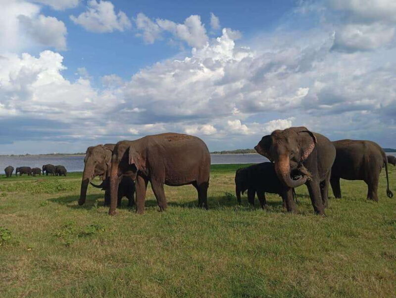 From Sigiriya: Minneriya National Park Half-Day Jeep Safari - Why This Safari Offers Value
