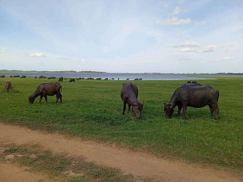 From Sigiriya: Minneriya National Park Half-Day Jeep Safari - FAQ (Frequently Asked Questions)