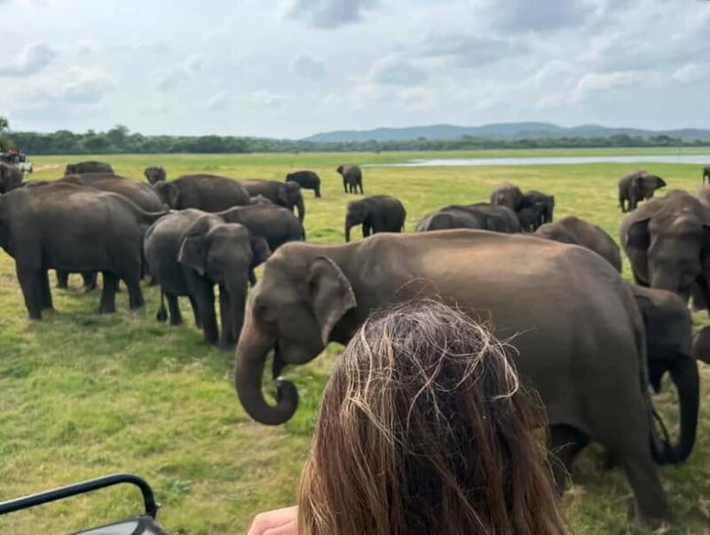 From Sigiriya: Minneriya National Park Private Jeep Safari - FAQ