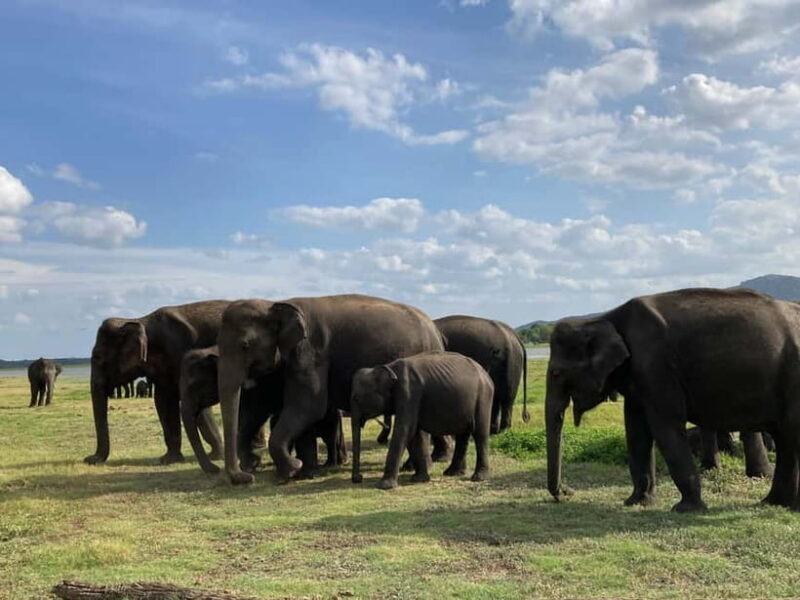 From Sigiriya: Polonnaruwa Ancient City & Minneriya Safari - Frequently Asked Questions