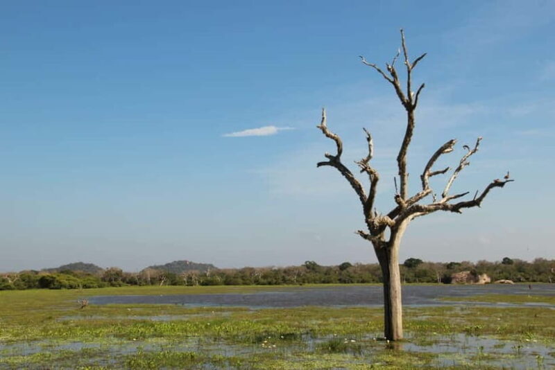 From Sigiriya: Private 4X4 Safari to Where the Elephants Are - Key Points