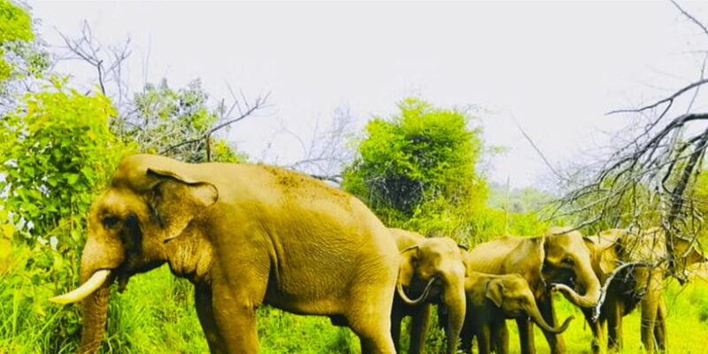 From Sigiriya: Private 4X4 Safari to Where the Elephants Are - FAQ