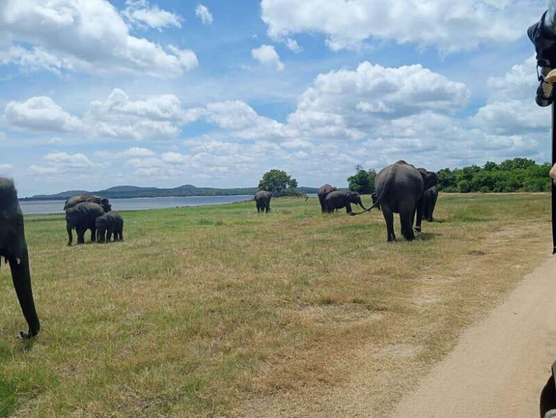 From Sigiriya: Sigiriya Lion Rock and Minneriya Jeep Safari - Key Points