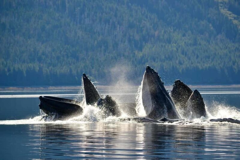 From Sitka: All inclusive Private Yacht Cruise of SE Alaska - Pricing and Value