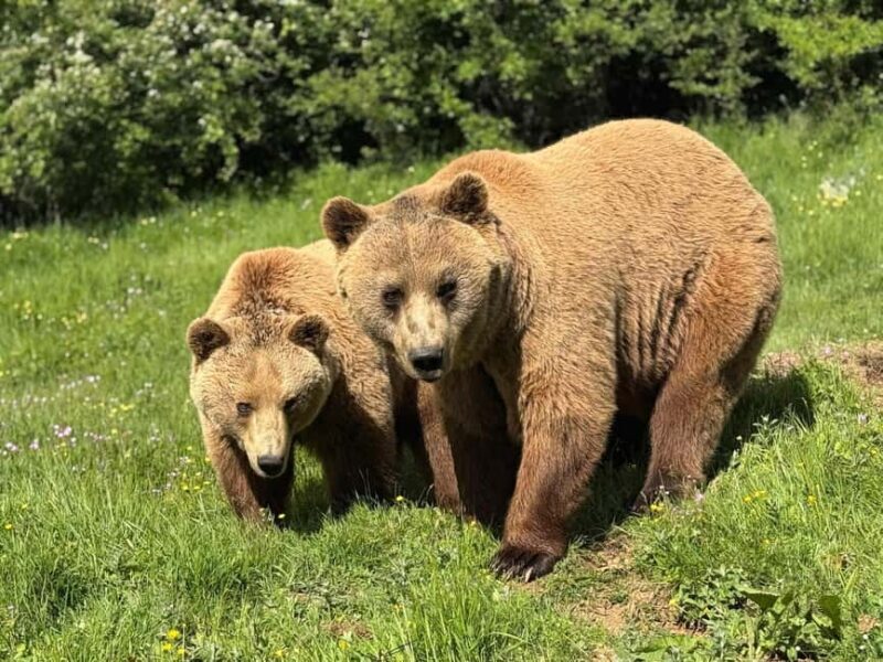 From Skopje:Day Trip to Pristina,Bear Sanctuary&Gadime Cave - Who Is This Tour Best For?