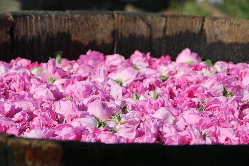From Sofia: Rose Valley Tour & UNESCO Site Kazanlak - The Experience in Depth