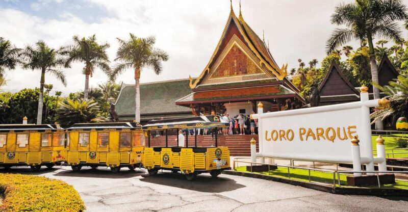 From South Tenerife: Loro Park Zoo Ticket & Hotel Transfers - From South Tenerife: Loro Park Zoo Ticket & Hotel Transfers – A Practical Guide