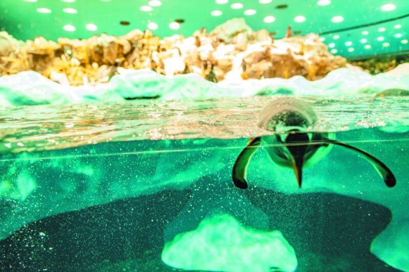 From South Tenerife: Loro Park Zoo Ticket & Hotel Transfers - Final Thoughts: Is This Tour Worth It?