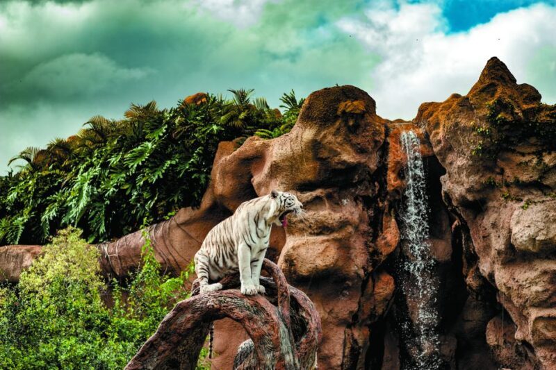 From South Tenerife: Loro Park Zoo Ticket & Hotel Transfers - FAQ