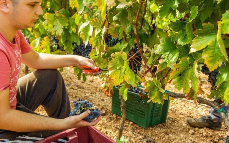 From Split or Trogir: Krka National Park & Wine Tasting Tour - FAQ