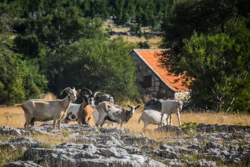From Split: Private Guided ATV Tour with Lunch - What to Expect from Your Split ATV Tour