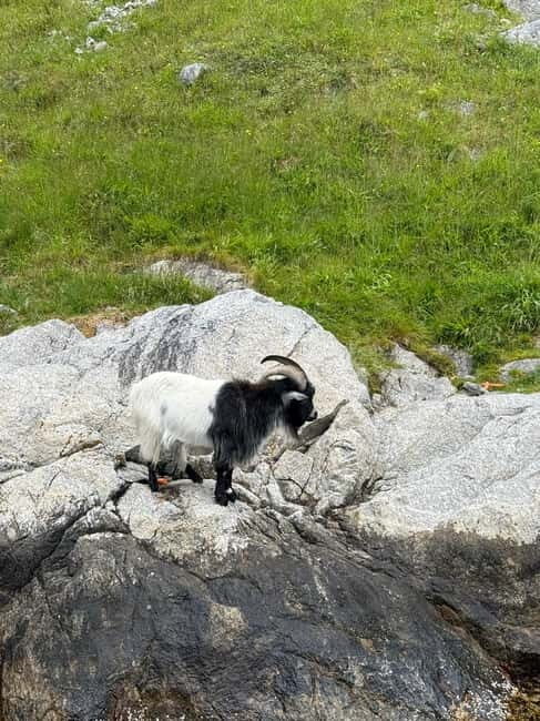From Stavanger: Lysefjorden & Pulpit Rock Safari by RIB - An In-Depth Look at the Tour Experience