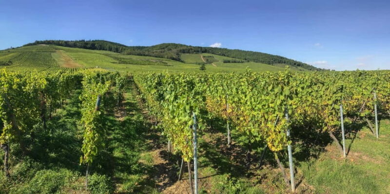 From Strasbourg: Colmar, Riquewihr, & Eguisheim Day Trip - FAQs
