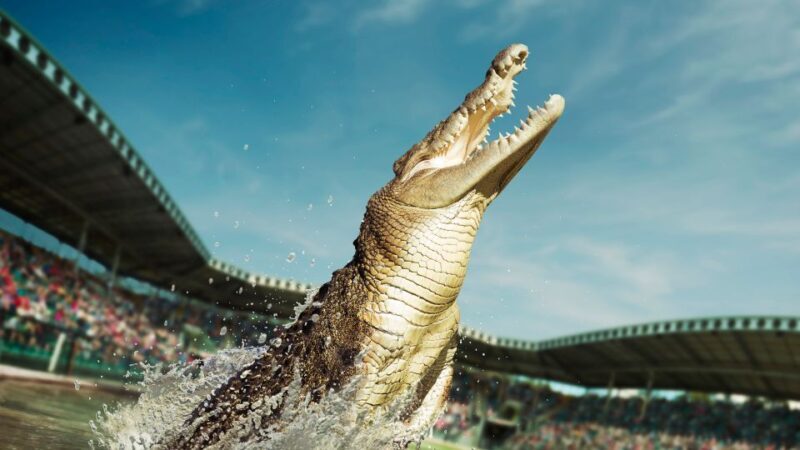 From Sunshine Coast: Australia Zoo Entry Ticket and Transfer - FAQs
