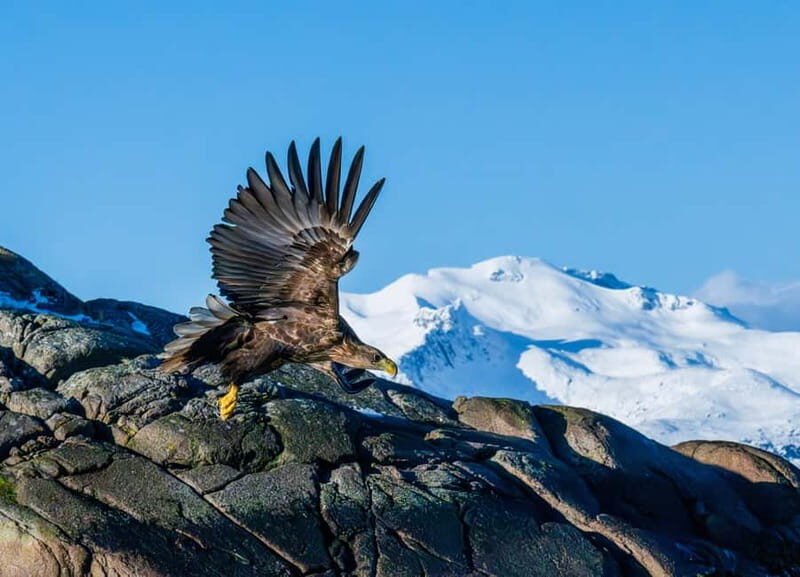 From Svolvær: Lofoten Trollfjord Cruise & Sea Eagle Safari - Who Will Love This Tour?