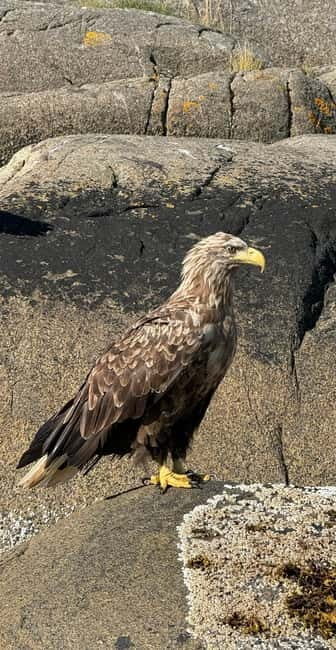 From Svolvær: RIB Boat Lofoten Trollfjord Sea Eagle Safari - Considerations for Travelers