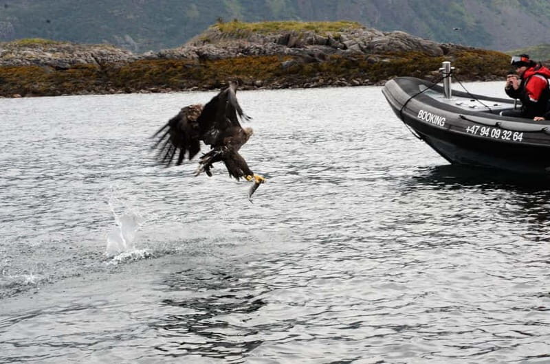From Svolvær: RIB Boat Lofoten Trollfjord Sea Eagle Safari - A Well-Balanced Adventure for Nature Lovers and Thrill Seekers