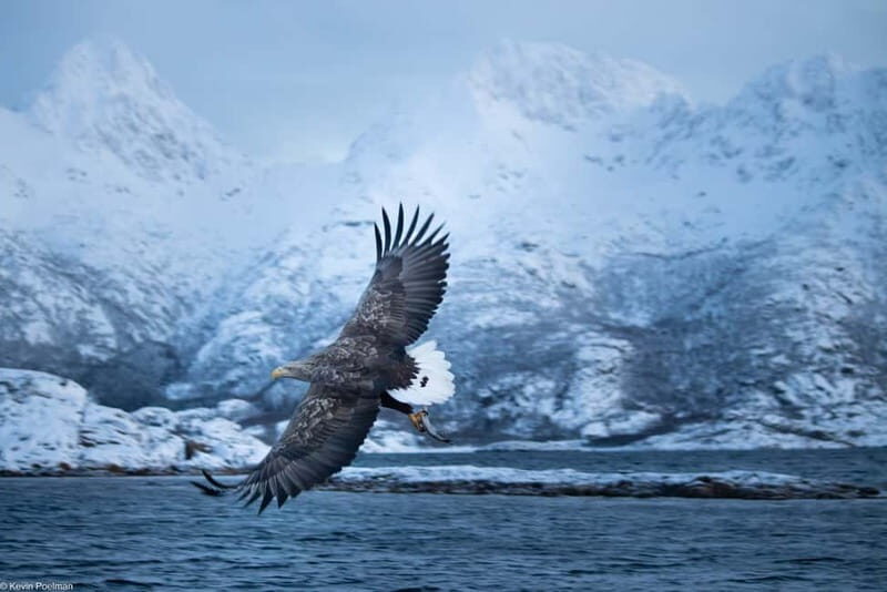 From Svolvær: RIB Boat Lofoten Trollfjord Sea Eagle Safari - Final Thoughts