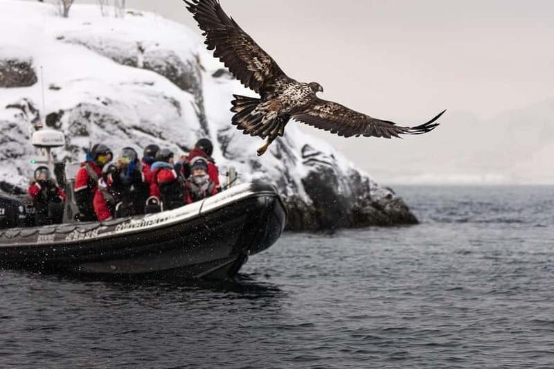From Svolvær: RIB Boat Lofoten Trollfjord Sea Eagle Safari - FAQs