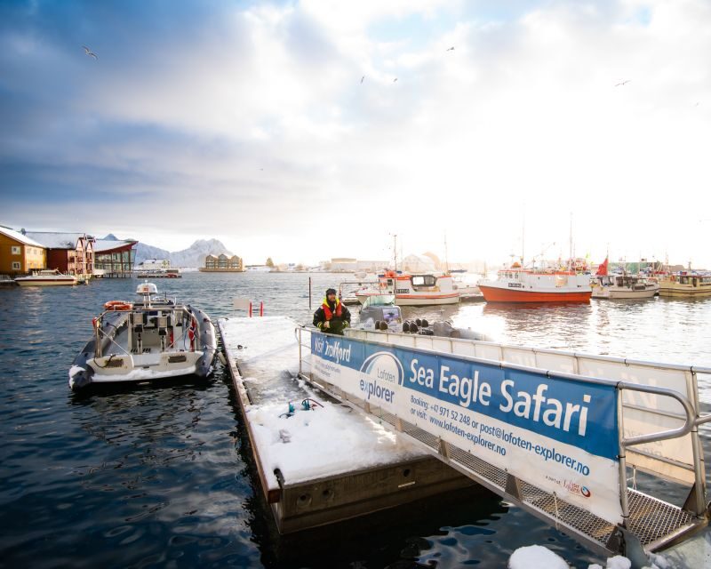 From Svolvaer: Trollfjorden Wildlife RIB Cruise - Authentic Reviews: Real Travelers Speak