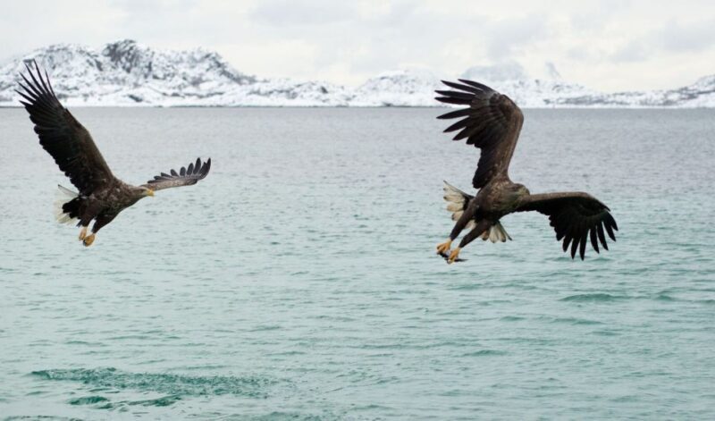 From Svolvaer: Trollfjorden Wildlife RIB Cruise - In The Sum Up