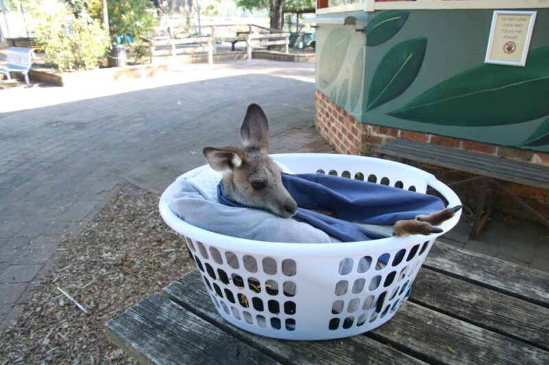 From Sydney: Blue Mountains Small-Group Tour Picnic & Hike - Final Thoughts