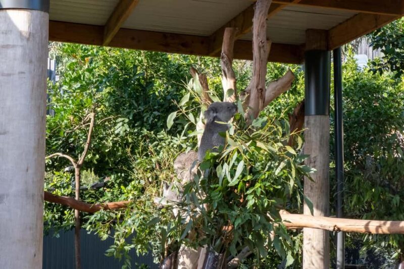 From Sydney: Blue Mountains, Sydney Zoo & Walking Tour - Key Points