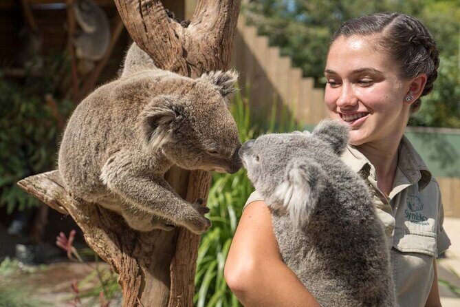 From Sydney: Day Tour to Jervis Bay with Beaches and Koalas - An In-Depth Look at the Jervis Bay Day Tour