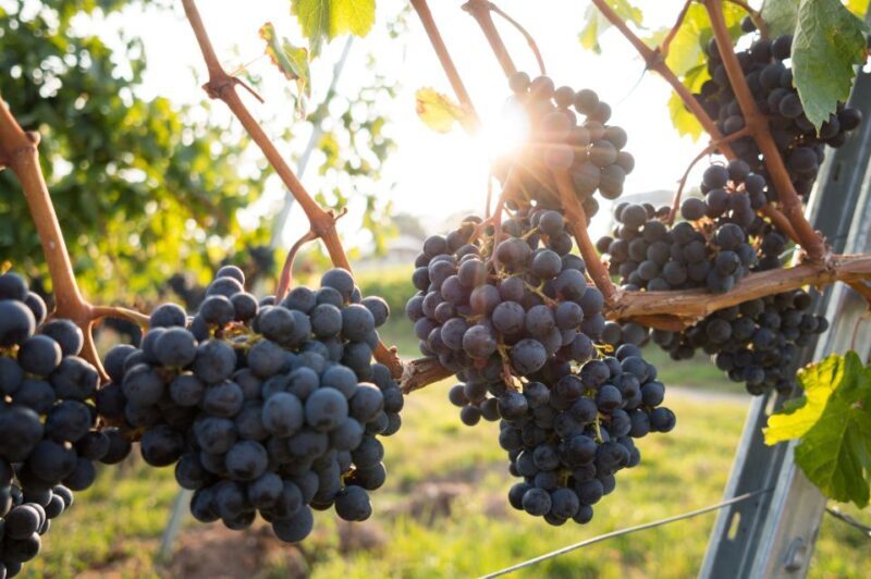From Sydney: Full-Day Hunter Valley Tour w/ Tastings & Lunch - FAQs