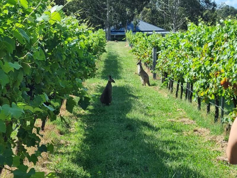 From Sydney: Hunter Valley Beer & Wine Group Tour - Who Is This Tour Best Suited For?