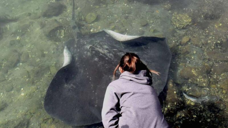 From Sydney: Jervis Bay Tour with Beach, Koalas & Kangaroos - Discover Jervis Bay: Beaches, Wildlife & Coastal Wonders